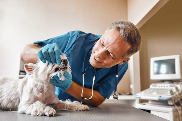 Best Emergency Dental Surgery in Desert Hills, AZ